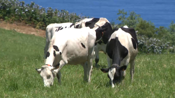Descida do preço do leite: Federação Agrícola condena redução de 1,5 cêntimos