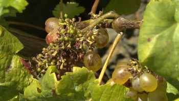 Adega da Graciosa: Produção de vinho poderá baixar este ano