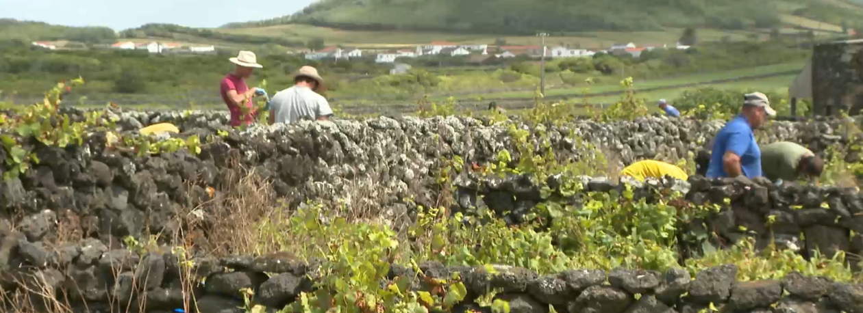 Imagem de Vinho da Graciosa assegura boa qualidade