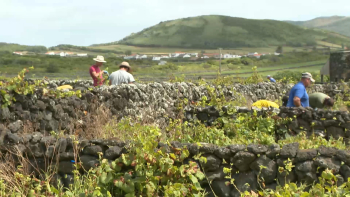 Imagem de Vinho da Graciosa assegura boa qualidade