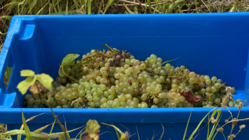 Vindimas na Graciosa: Adega da ilha recebeu este ano menos 40% das uvas