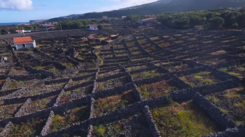 Vindimas na Terceira: Produção de uva baixa para cerca de um terço