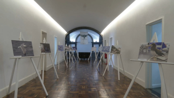 Azores Birdwatching Arts Festival cruza observação de aves com artes