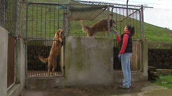 Projeto 4 Patas: População sénior vai poder adotar cães abandonados como terapia para a solidão