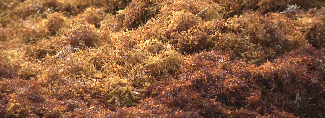 Imagem de Porto de Pescas da Maia alvo de toneladas de algas invasoras