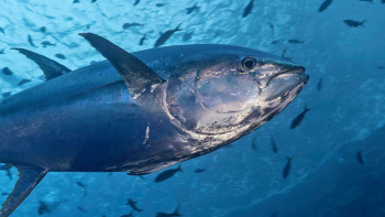 Conferência ‘Entre dois Oceanos’: Legado açoriano na pesca do atum em debate