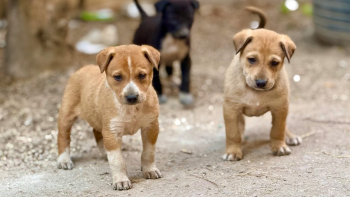 Bem-estar animal: Aprovada iniciativa para combate ao abandono e melhoria de espaços de acolhimento