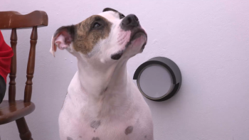 Raças perigosas: Família notificada para retirar cão de raça Pit Bull interpôs providência cautelar