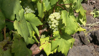 Festival das Vindimas: Madalena celebra vinha e vinho no próximo mês