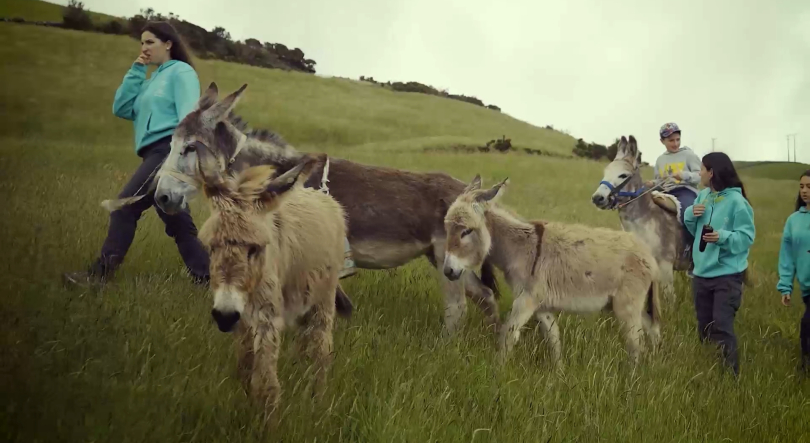 Imagem de Filme ‘Graciosa, Inteligência Natural’ estreia na ilha para promover o património