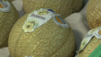 AgromarienseCoop lança gin de meloa de Santa Maria