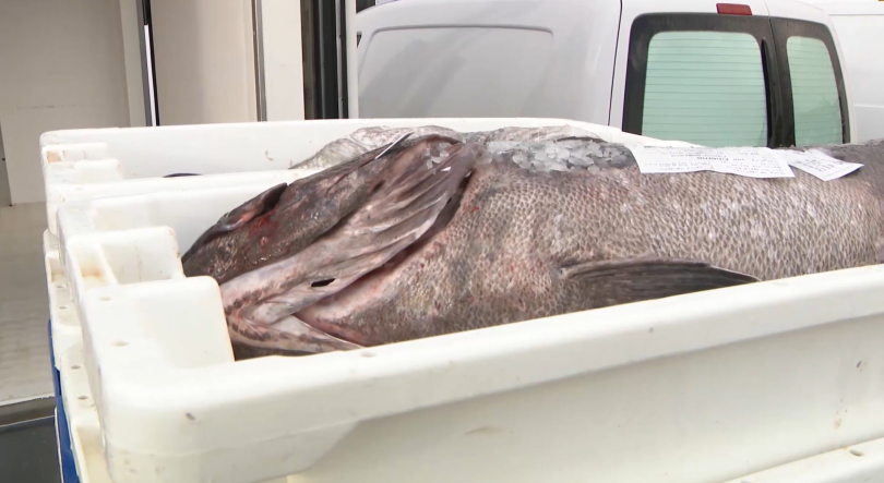 Governo em Tribunal: Comerciantes pescado avança com ação cautelar