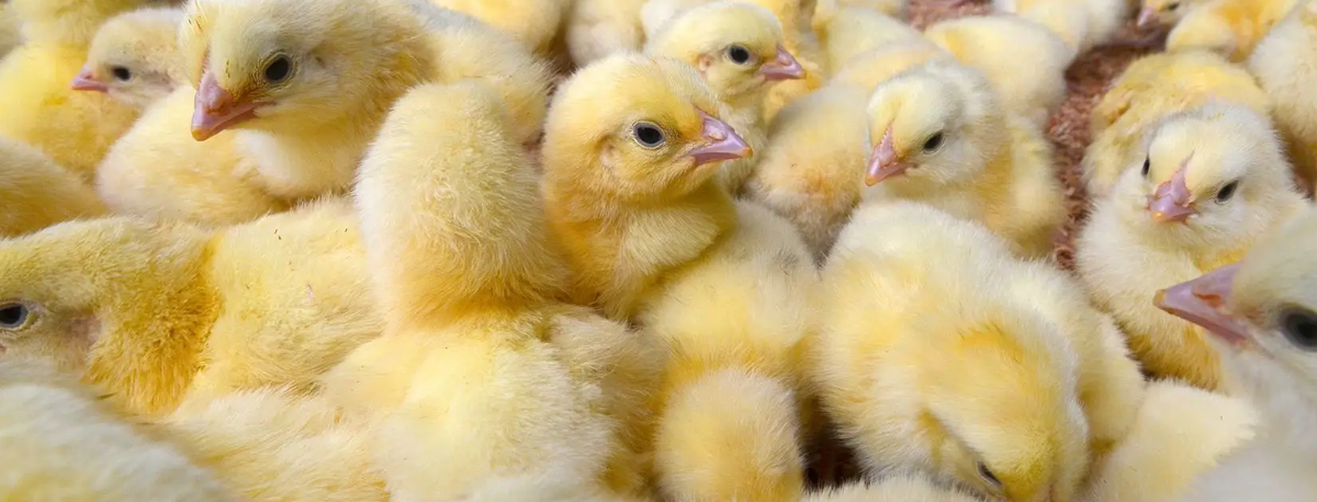 Imagem de Empresário micaelense queixa-se de más condições de transporte de animais na SATA