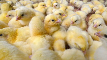 Empresário acusa SATA de não cumprir as regras de bem-estar animal