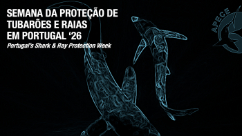 Começa hoje no Faial a Semana da Proteção de Tubarões e Raias em Portugal