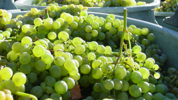 Imagem de Vindima em Santa Maria com quebra de 30% na produção