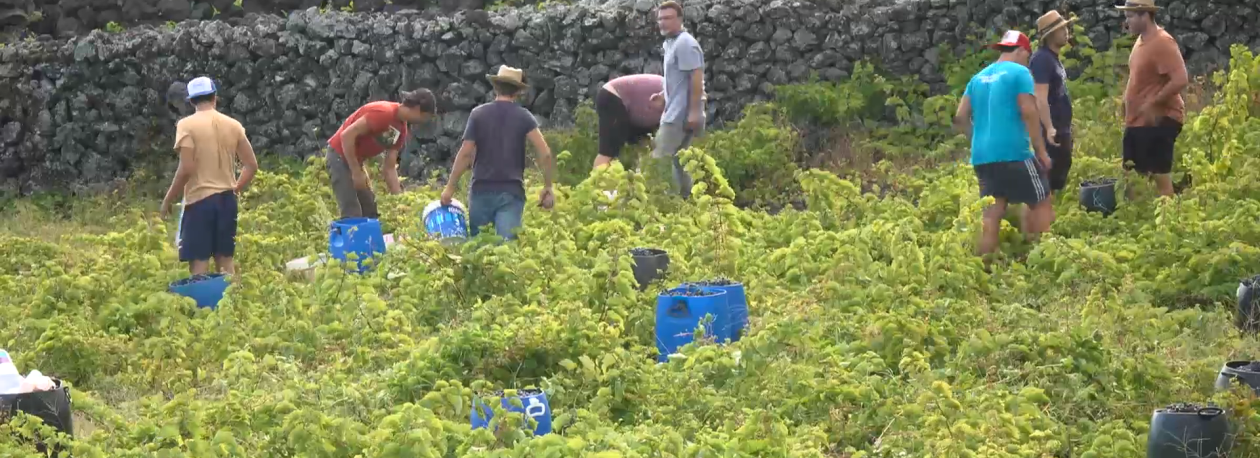 Imagem de 70% do vinho produzido na Terceira é vendido no mercado local