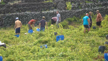 70% do vinho produzido na Terceira é vendido no mercado local