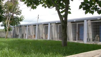 Ordem dos Médicos Veterinários discorda nas alterações propostas pelo PAN