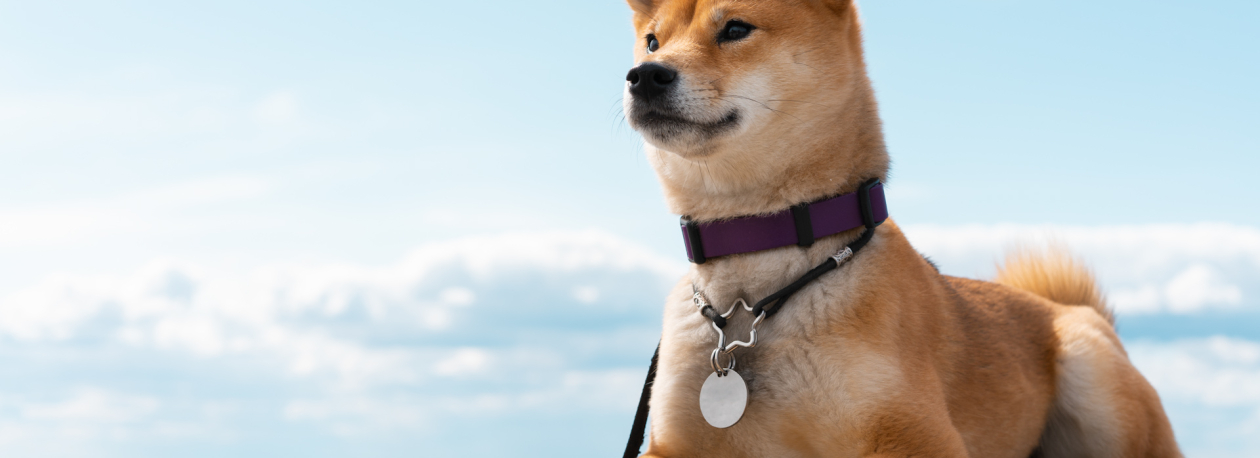 Imagem de Médicos Veterinários discordam da proposta de eliminar uso de coleiras nos animais de estimação