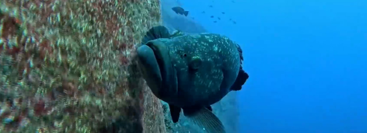 Imagem de Pré-conferência ‘Diving Talks’ decorre na ilha Graciosa