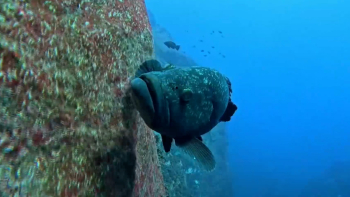 Imagem de Pré-conferência ‘Diving Talks’ decorre na ilha Graciosa