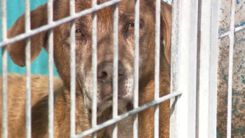 Centro de Recolha Oficial Animais: Ventura fiz que centro de recolha em Ponta Delgada “é bom exemplo”
