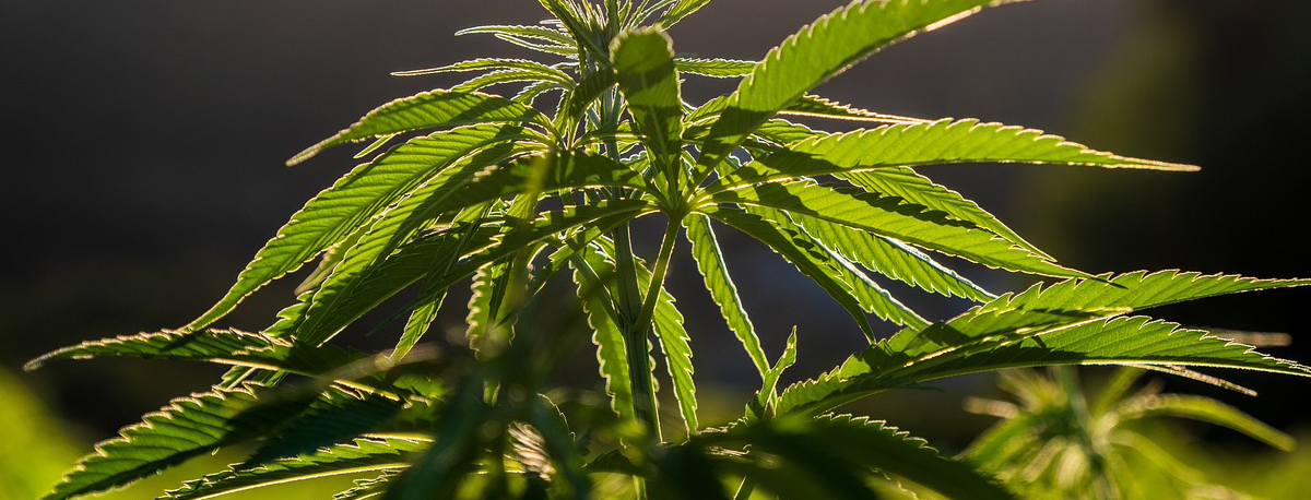 Imagem de Produção de Cânhamo nos Açores: CannaAzores defende menos burocracia