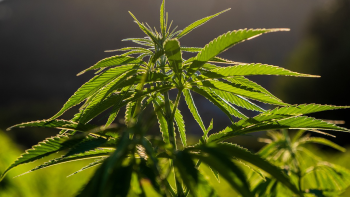 Produção de Cânhamo nos Açores: CannaAzores defende menos burocracia